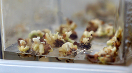 Adventitious shoots forming from chestnut embryo cultures.