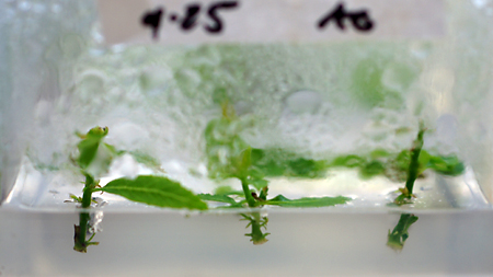 Axillary shoot tip explants at establishment.
