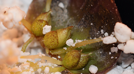 Small lily bulblets forming along base of lily leaf scale.