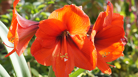 Brilliant red amaryllis flower.
