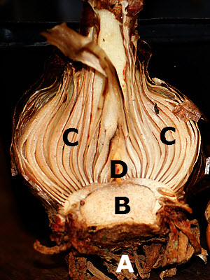 Cross section of an amaryllis bulb showing roots basal plate and modified storage leaves.