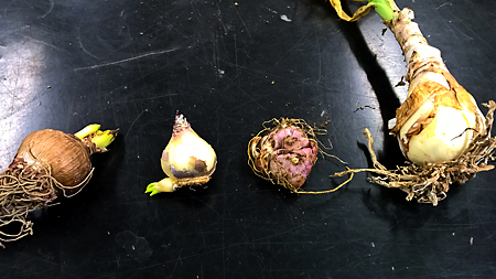 Left to right are amaryllis hyacinth lily and crinum.