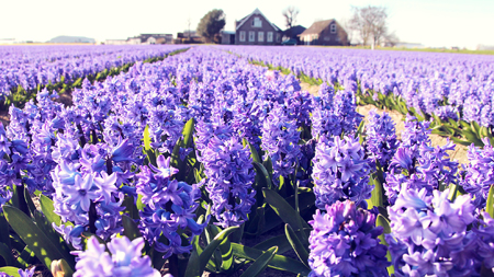 A field of light purple hyacinth