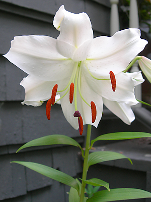 An Easter lily flower.