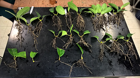 Influence of leaf size and buds on Madagascar jasmine cuttings.