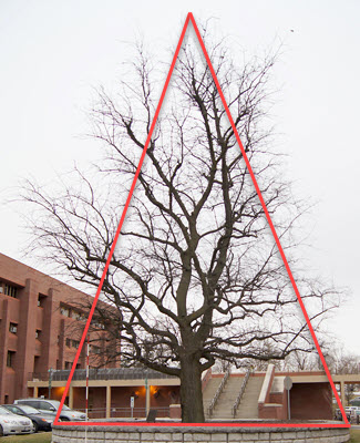 Cone of juvenility overlaid on Robin Hood oak.