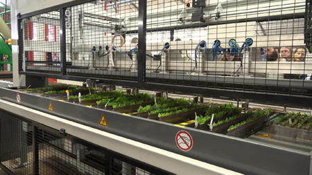Students in the spring 2018 Plant propagation class watch stem cutting robot stick hundreds of cuttings per minutes at Dickman Farms Greenhouses in Auburn.