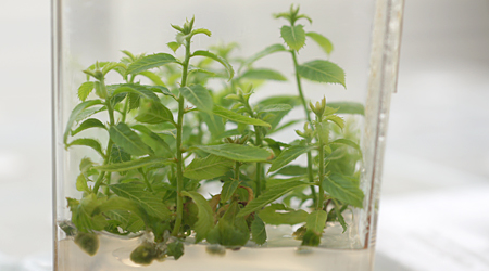 From one shoot tip it is possible to harvest seveal dozen microcuttings over the course of several months.