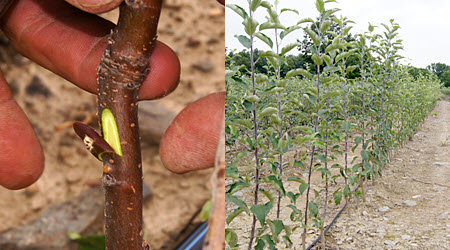 Chip bud insert and field liners one year later.