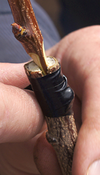 A modified cleft graft on a tree of forty fruit.