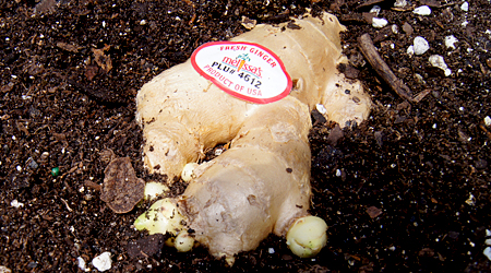 New ginger plants can be started from rhizome pieces purchased at a grocery store.