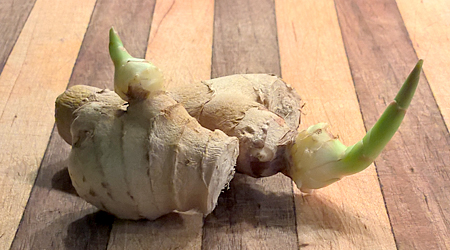 Stored at room temperature for about a month the axillary buds on this piece of ginger rhizome are breaking.