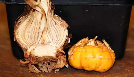 NY State Fair 2017 Gladiolus Court of Honor.