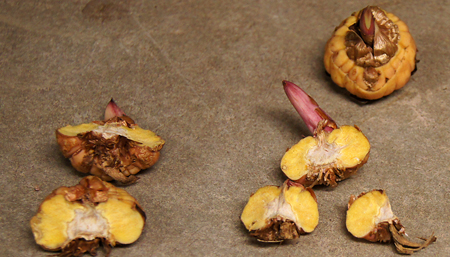 NY State Fair 2017 Gladiolus Court of Honor.