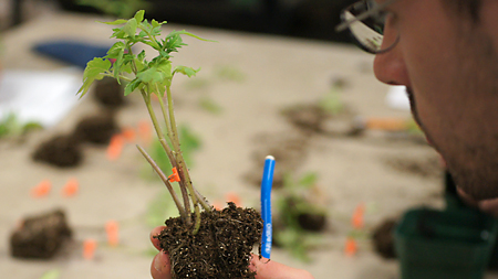 Tomato approach grafting by 2014 Plant Propagation student.