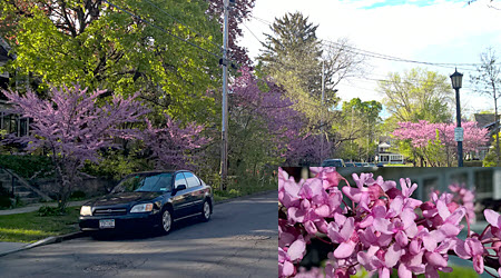 Image of redbud in bloom.
