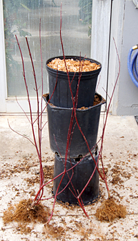 Rooted stems harvested from container layered redtwig dogwood shrub.