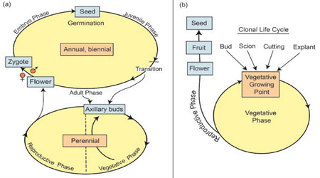 Taken from the textbook this image depicts the sexual and asexual lifecycles of plants.