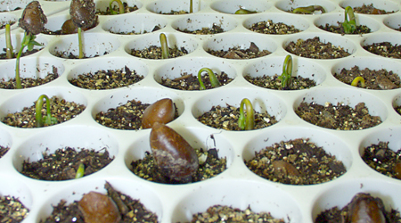 Germinating pawpaw seed.