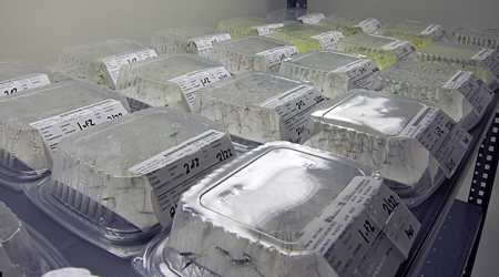 Seed germination testing at Harris Seed Company.