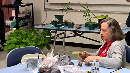 Master Gardener volunteer coordinator Karen Bishop considers an amaryllis bulb before propagating it via chipping and twin-scaling.